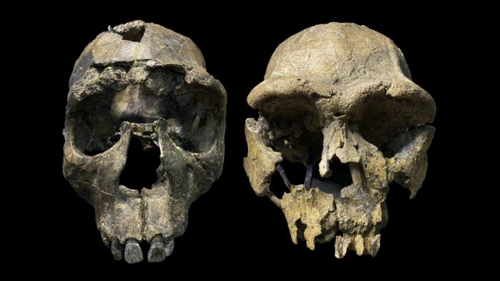 Two Homo erectus skulls from the Turkana Valley, 'Turkana Boy' from West Turkana. Right: ER 3733 from East Turkana Two Homo erectus skulls from the Turkana Valley, 'Turkana Boy' from West Turkana. Right: ER 3733 from East Turkana